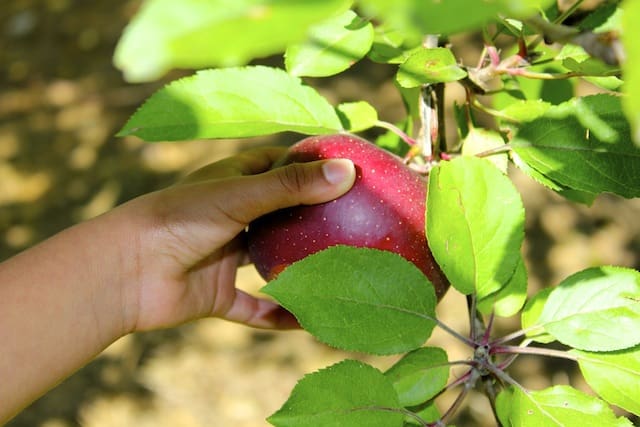 Barber Orchard Picking Apples