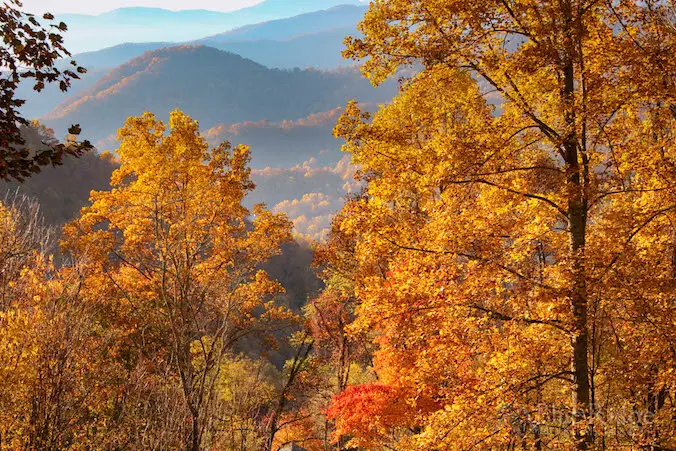 Fall Foliage