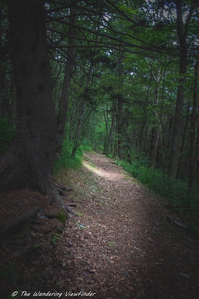 Flat Creek Trail Great Smoky Mountains National Park