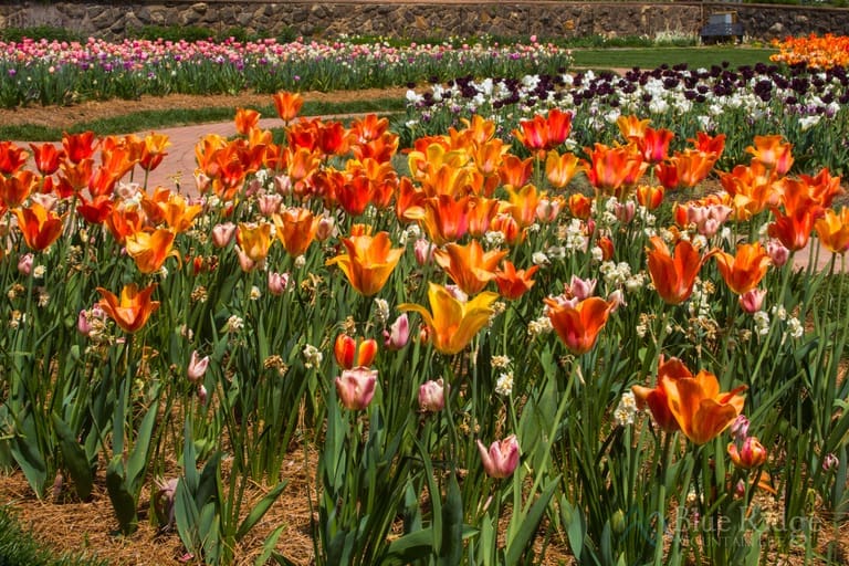 Biltmore BloomsSpring Flowers at Biltmore Gardens (2024) Blue Ridge