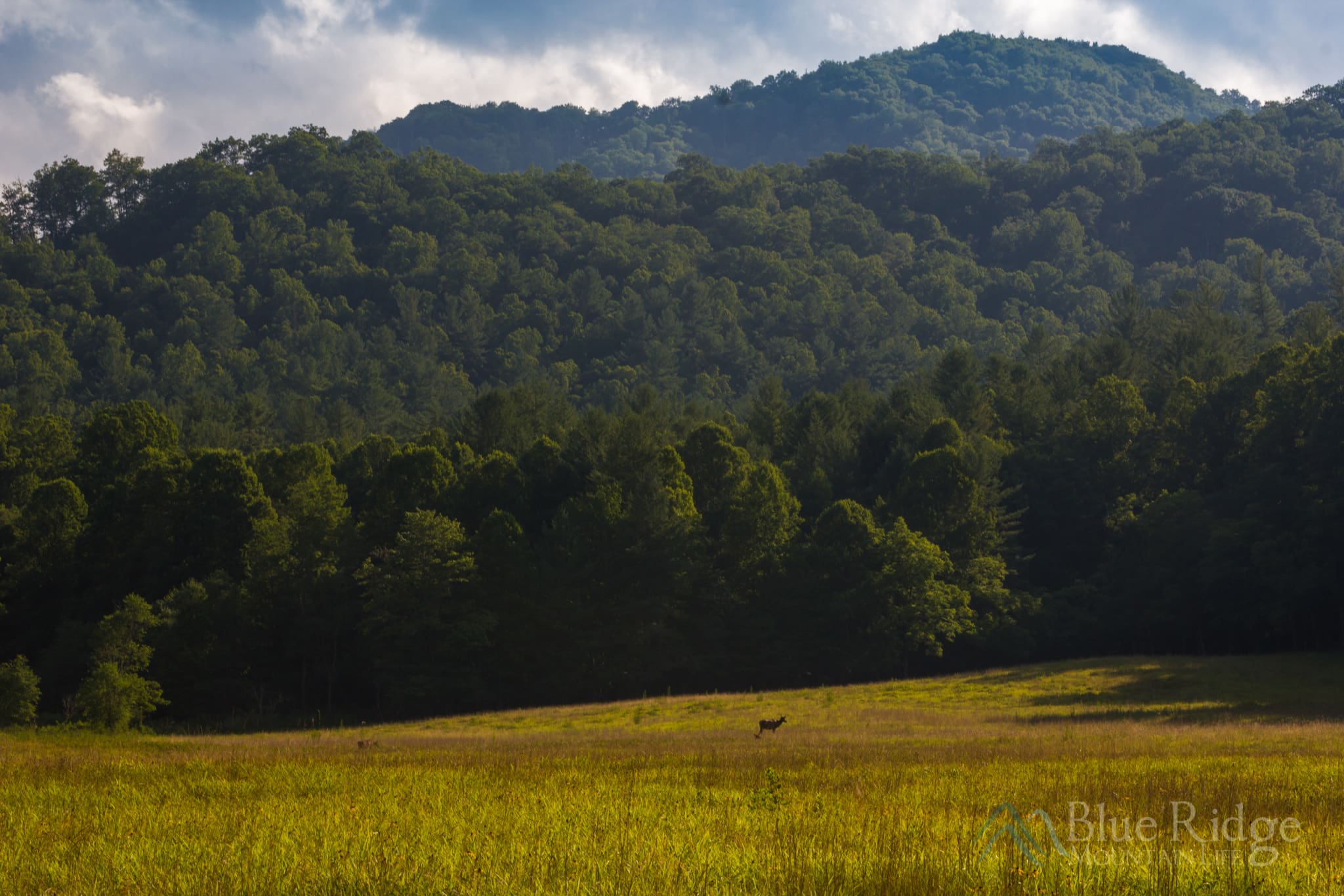 Cataloochee Valley