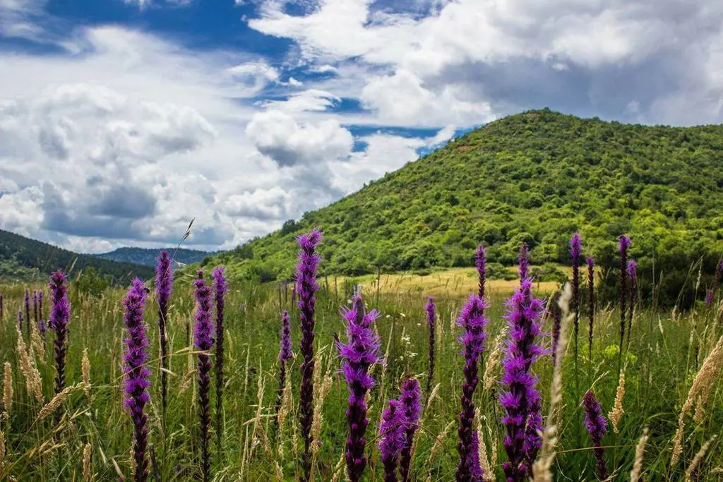 Top Spring Wildflower Hikes In The Blue Ridge Mountains - 