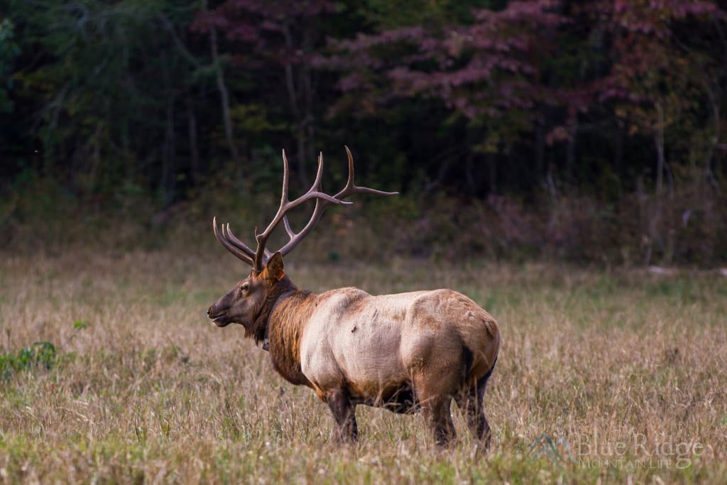 Elk in the Great Smoky Mountains National Park Blue Ridge Mountain Life