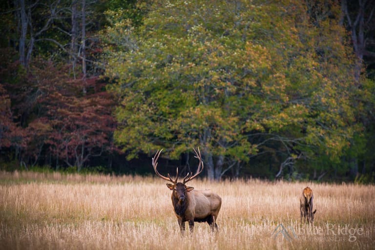 Maggie Valley NC Travel Guide Blue Ridge Mountain Life