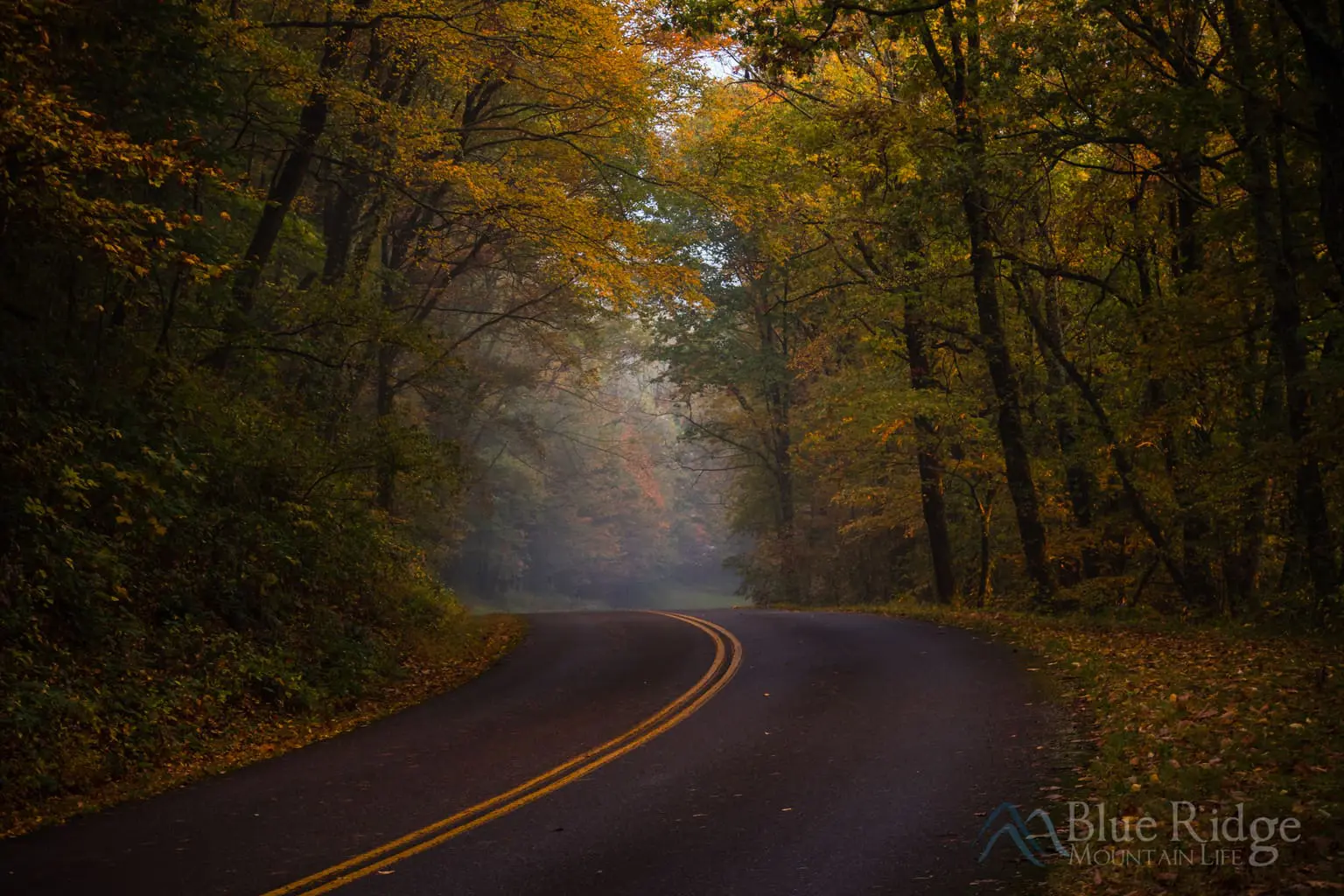 Fall Color and Foliage Guide 2024