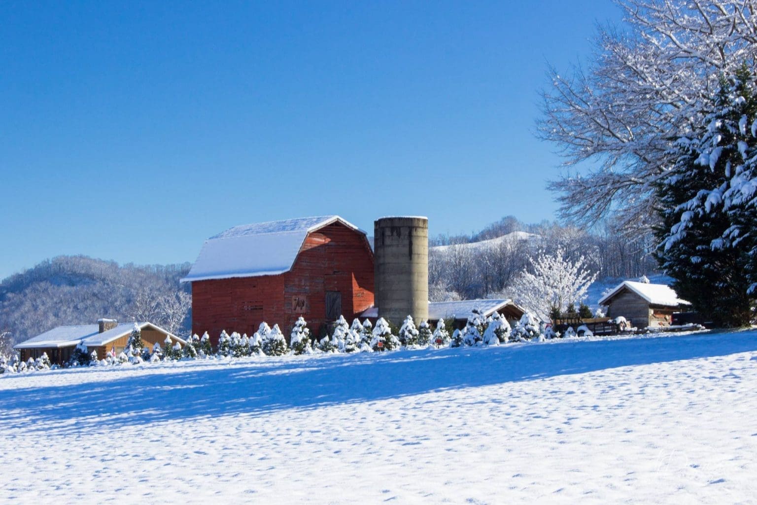 4 Best Christmas Tree Farms near Asheville NC Blue Ridge Mountain Life