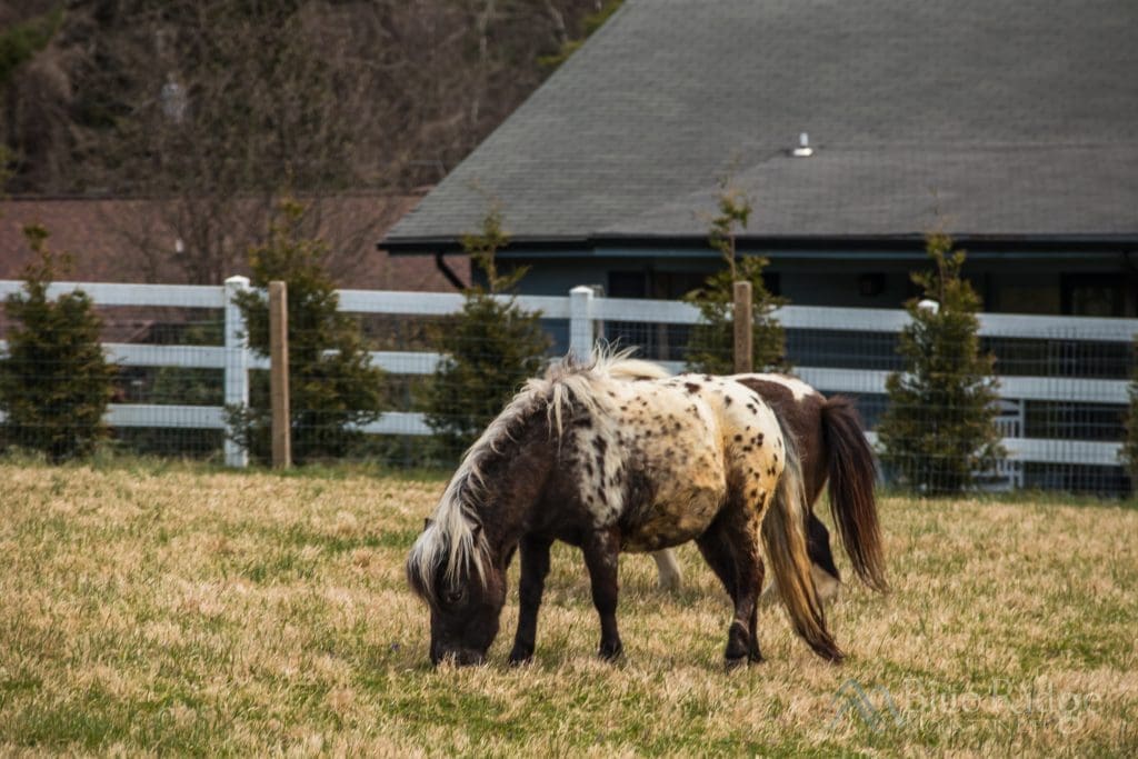 Winchester Creek Farm Waynesville NC Blue Ridge Mountain Life