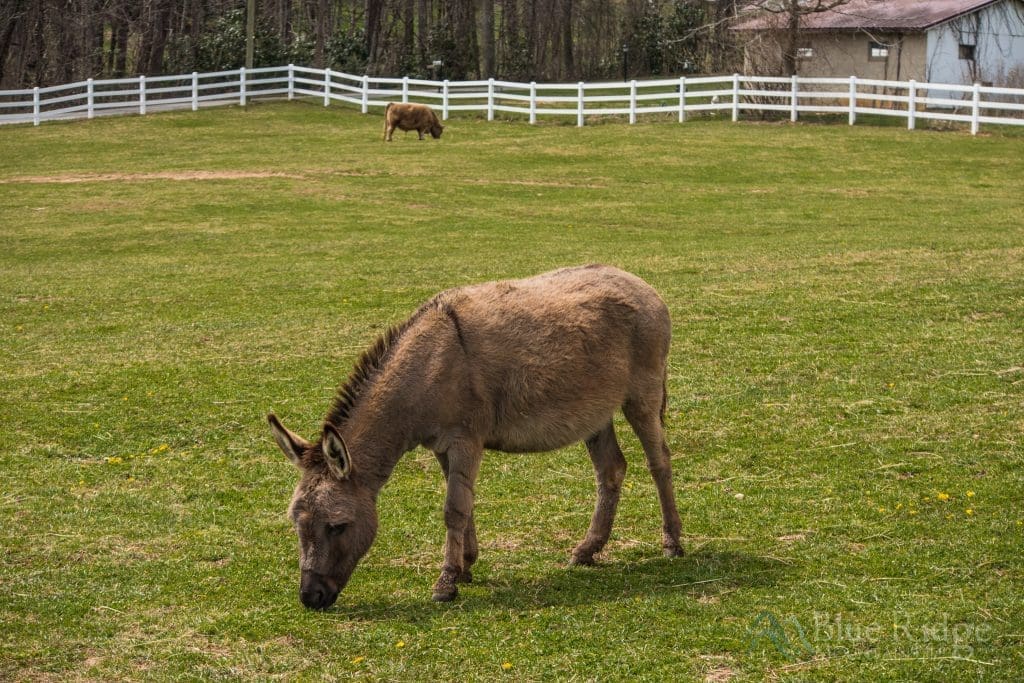 Winchester Creek Farm Waynesville NC Blue Ridge Mountain Life