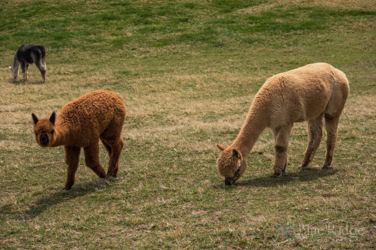 Winchester Creek Farm Waynesville NC Blue Ridge Mountain Life