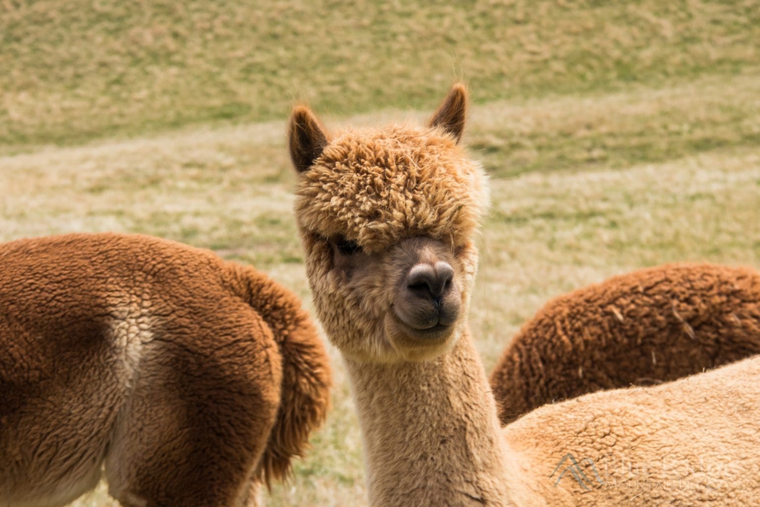 Winchester Creek Farm Waynesville NC Blue Ridge Mountain Life