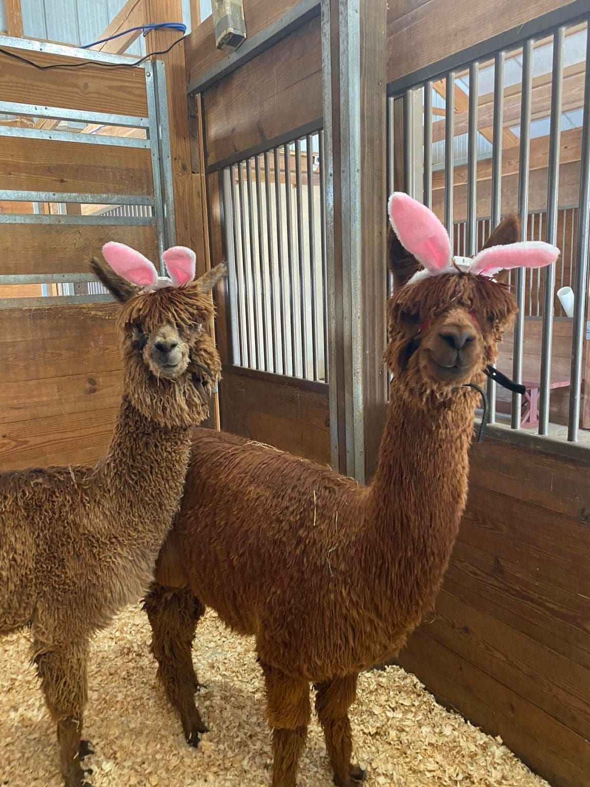 Winchester Creek Farm Waynesville NC Blue Ridge Mountain Life