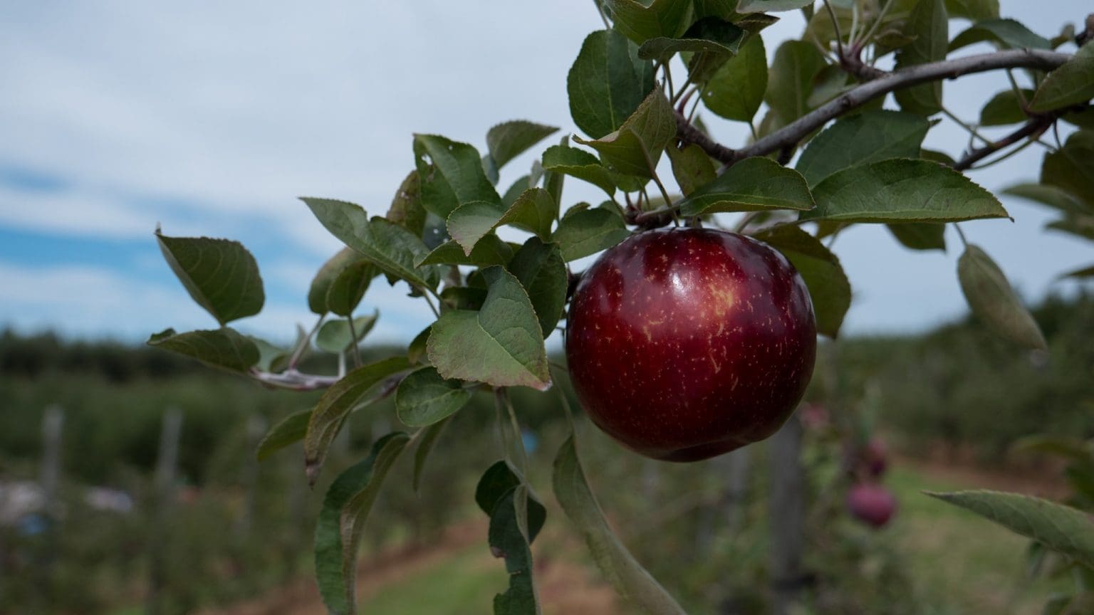 Top 12 Apple Orchards in the Blue Ridge Mountains Blue Ridge Mountain