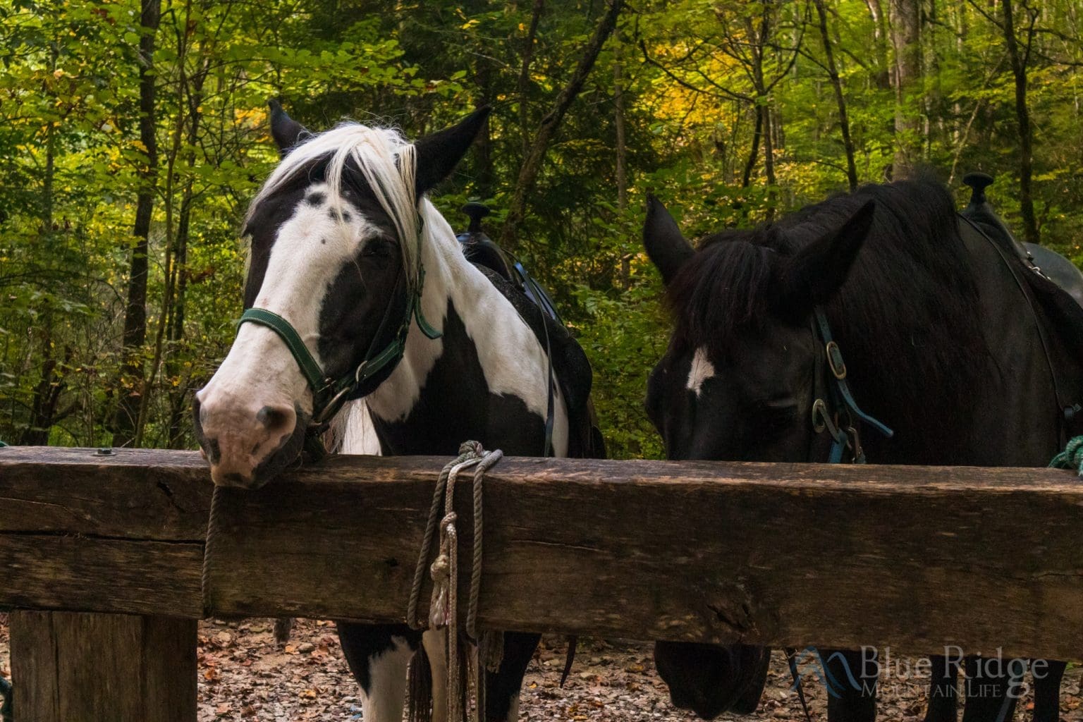Horseback Riding at Smokemont Riding Stables Blue Ridge Mountain Life