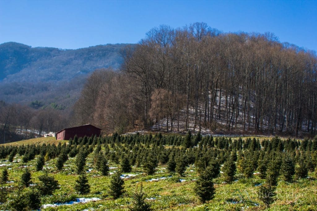 4-best-christmas-tree-farms-near-asheville-nc