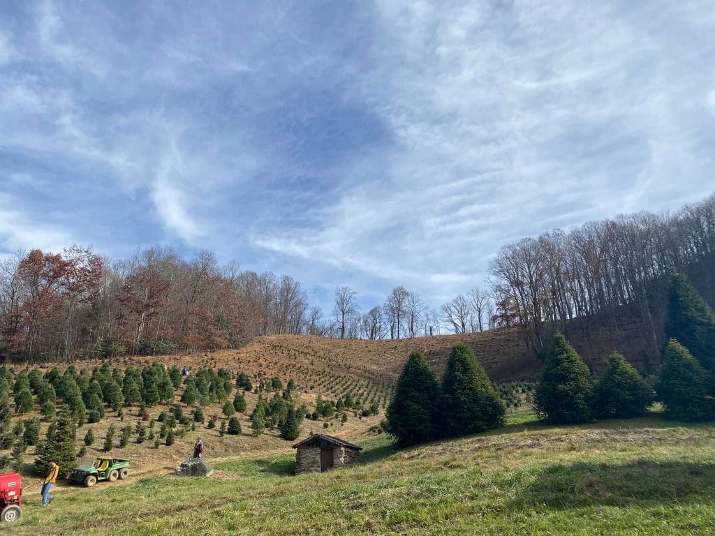 4 Best Christmas Tree Farms near Asheville NC
