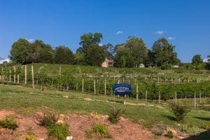 21+ Best Things to Do in Ellijay, GA