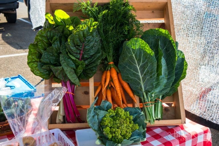 21+ Best Things to Do in Ellijay GA (2024)