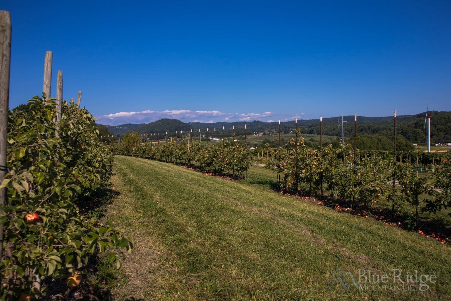 8 Best Apple Orchards in Hendersonville NC