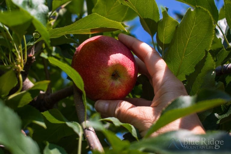 11 Best Apple Orchards in the North Carolina Mountains
