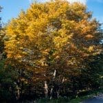 Fall Colors and Foliage Guide 2023 - Blue Ridge Mountain Life