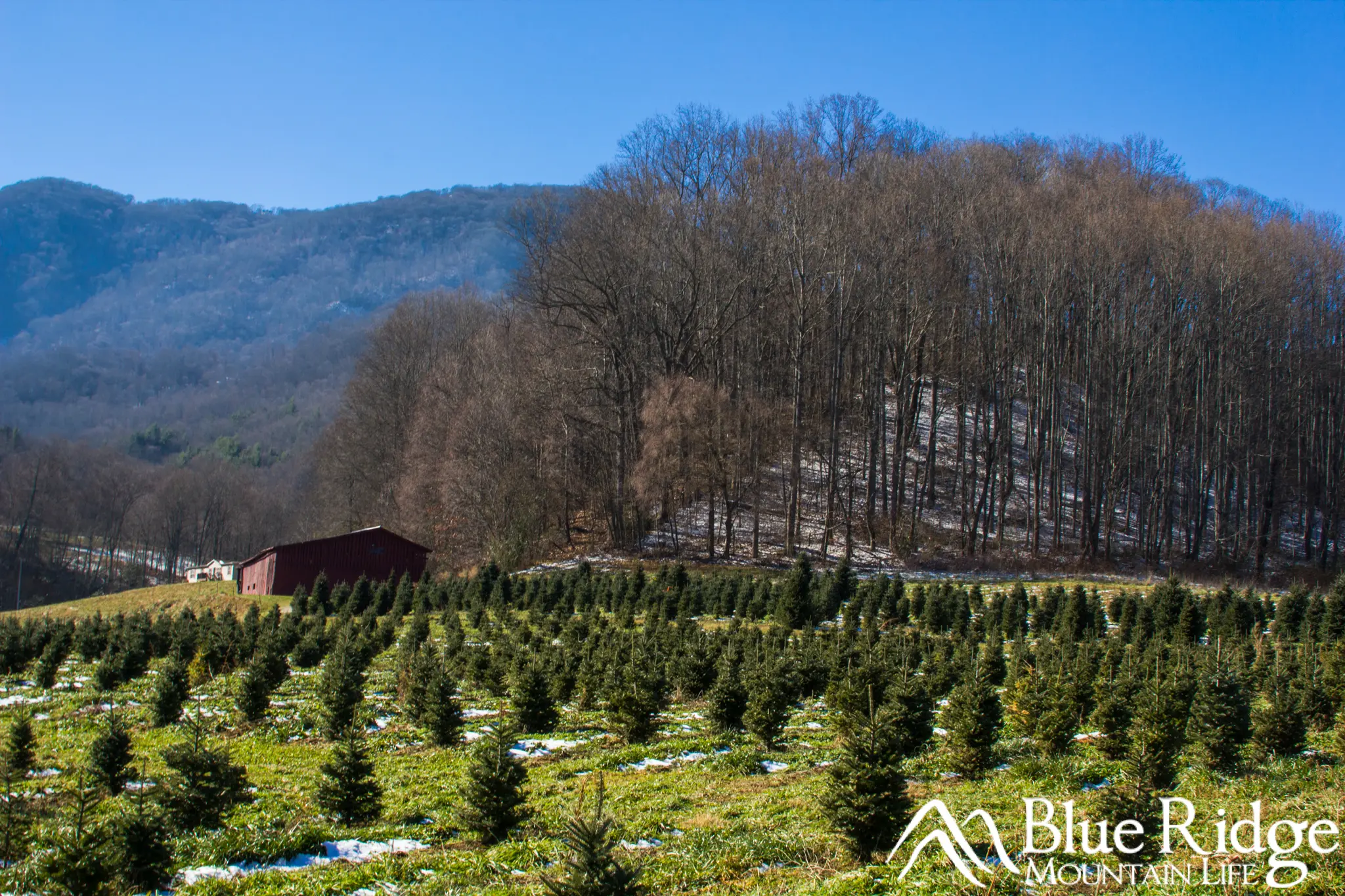 Mehaffey Christmas Tree Farm Mehaffey Christmas Tree Farm