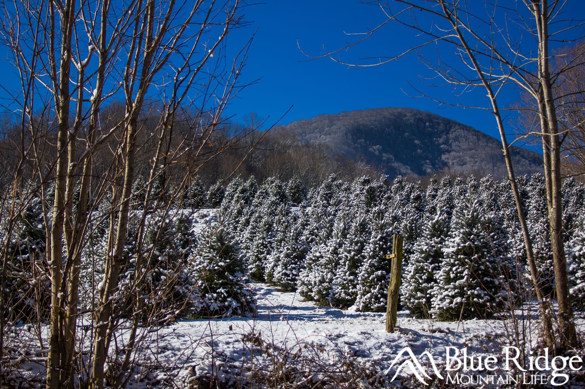 Christmas Tree Farm Christmas Tree Farm