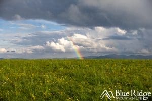 Summer view at Max Patch